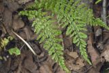 Asplenium incisum