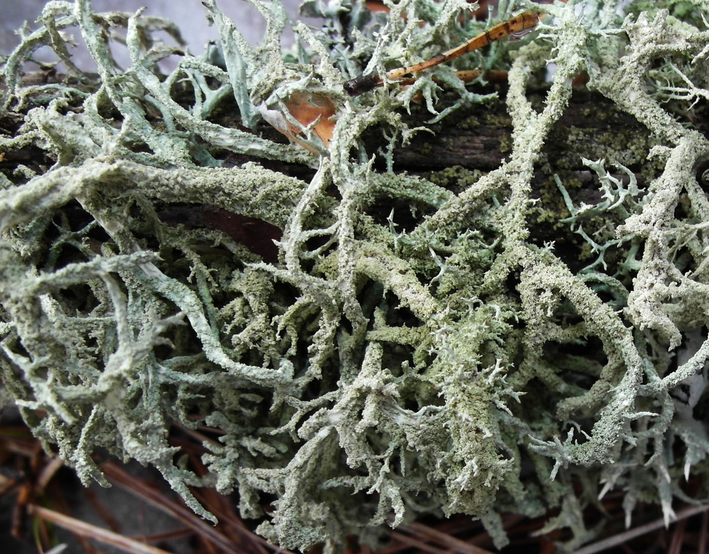 Image of Evernia mesomorpha specimen.
