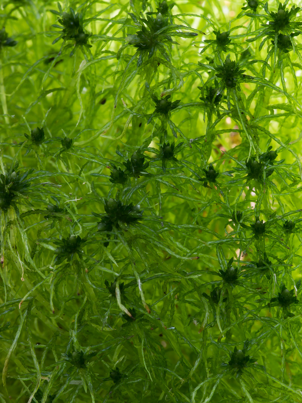 Image of Sphagnum fimbriatum specimen.