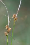 Carex bergrothii. Верхушки плодоносящих растений. Кировская обл., Кирово-Чепецкий р-н, ур. Большое Каринское Болото. 20.08.2017.