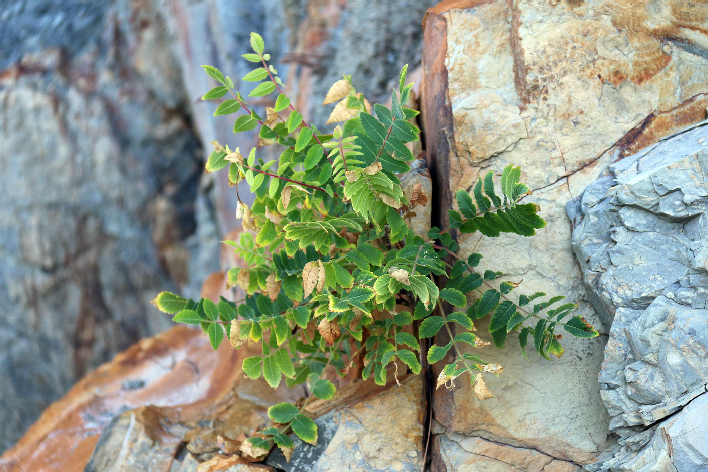 Image of Rhus coriaria specimen.