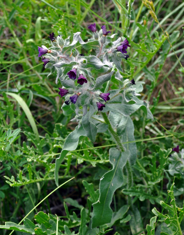 Image of Nonea rossica specimen.
