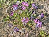 Oxytropis borealis