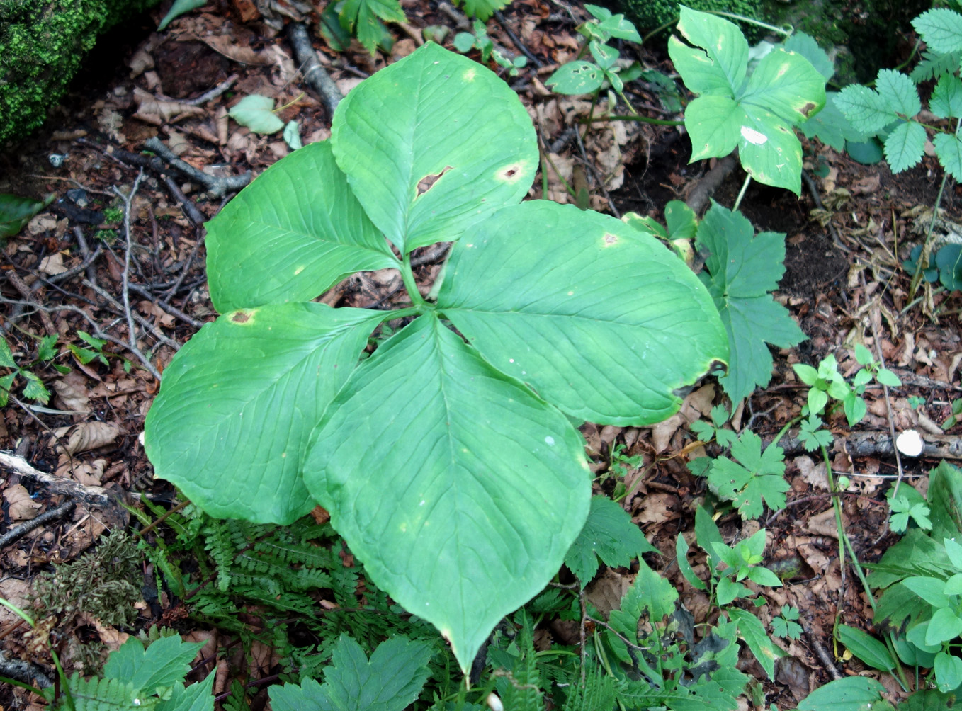 Изображение особи Arisaema robustum.