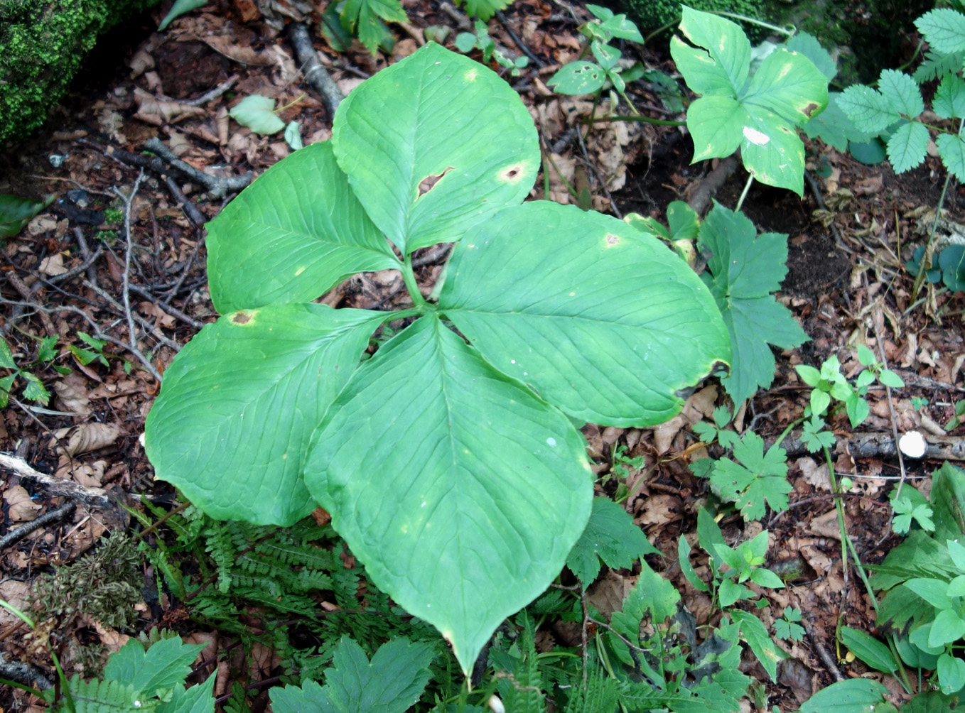 Image of Arisaema robustum specimen.