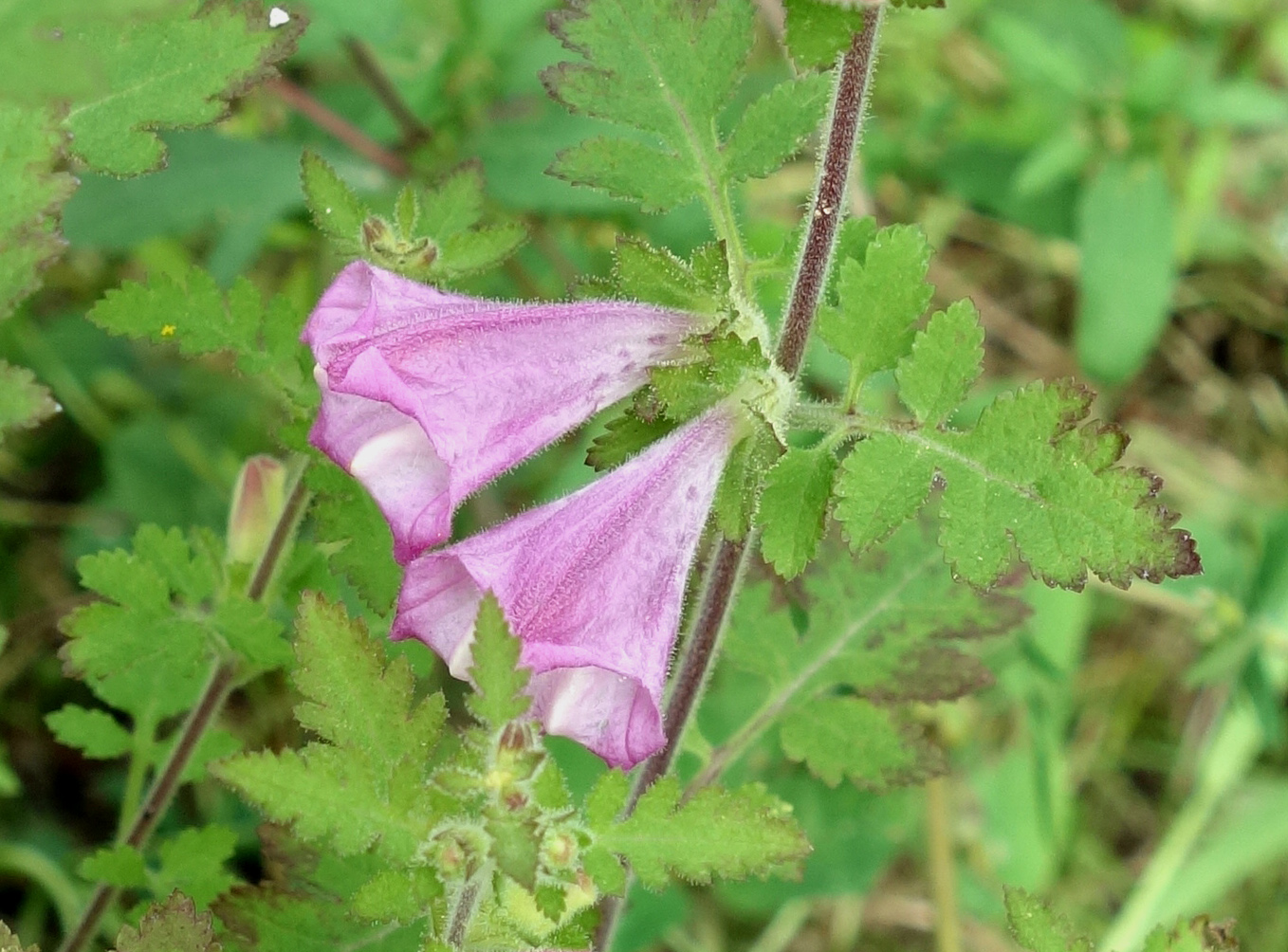 Изображение особи Phtheirospermum chinense.