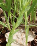 Linum pubescens. Средняя часть побега. Израиль, северо-восточные окр. большого Тель-Авива, около археологического памятника Мигдаль Цедек, каменистая гарига. 05.03.2018.