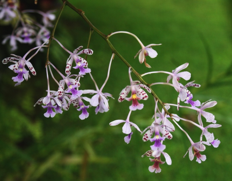 Изображение особи Epidendrum schumannianum.