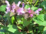 Lamium purpureum. Цветущие растения. Беларусь, г. Минск, парк Грековой, луг. 03.05.2020.