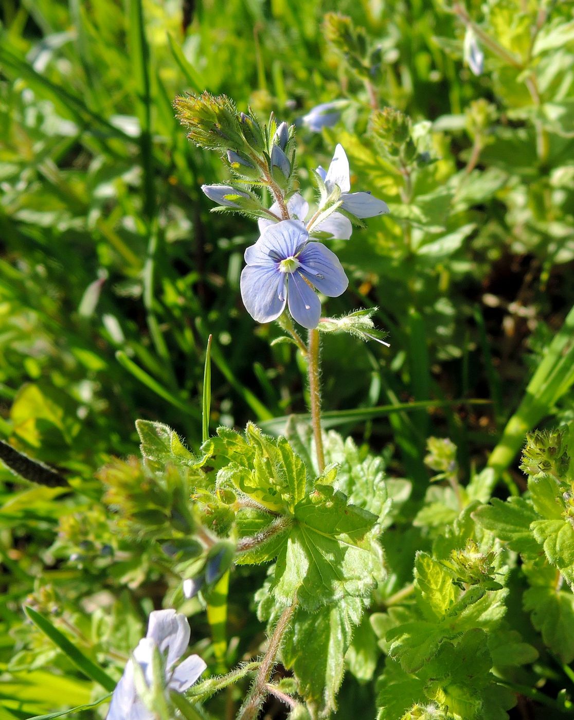 Image of Veronica chamaedrys specimen.