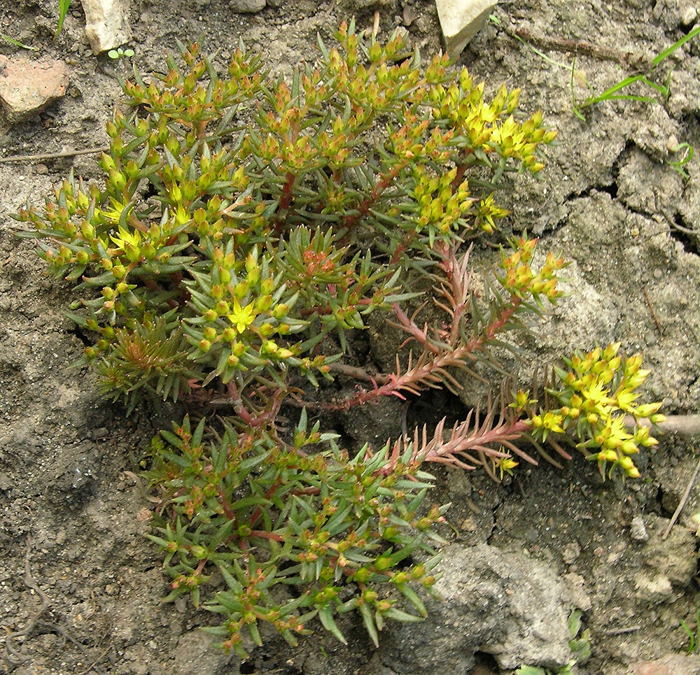 Изображение особи Sedum polytrichoides.