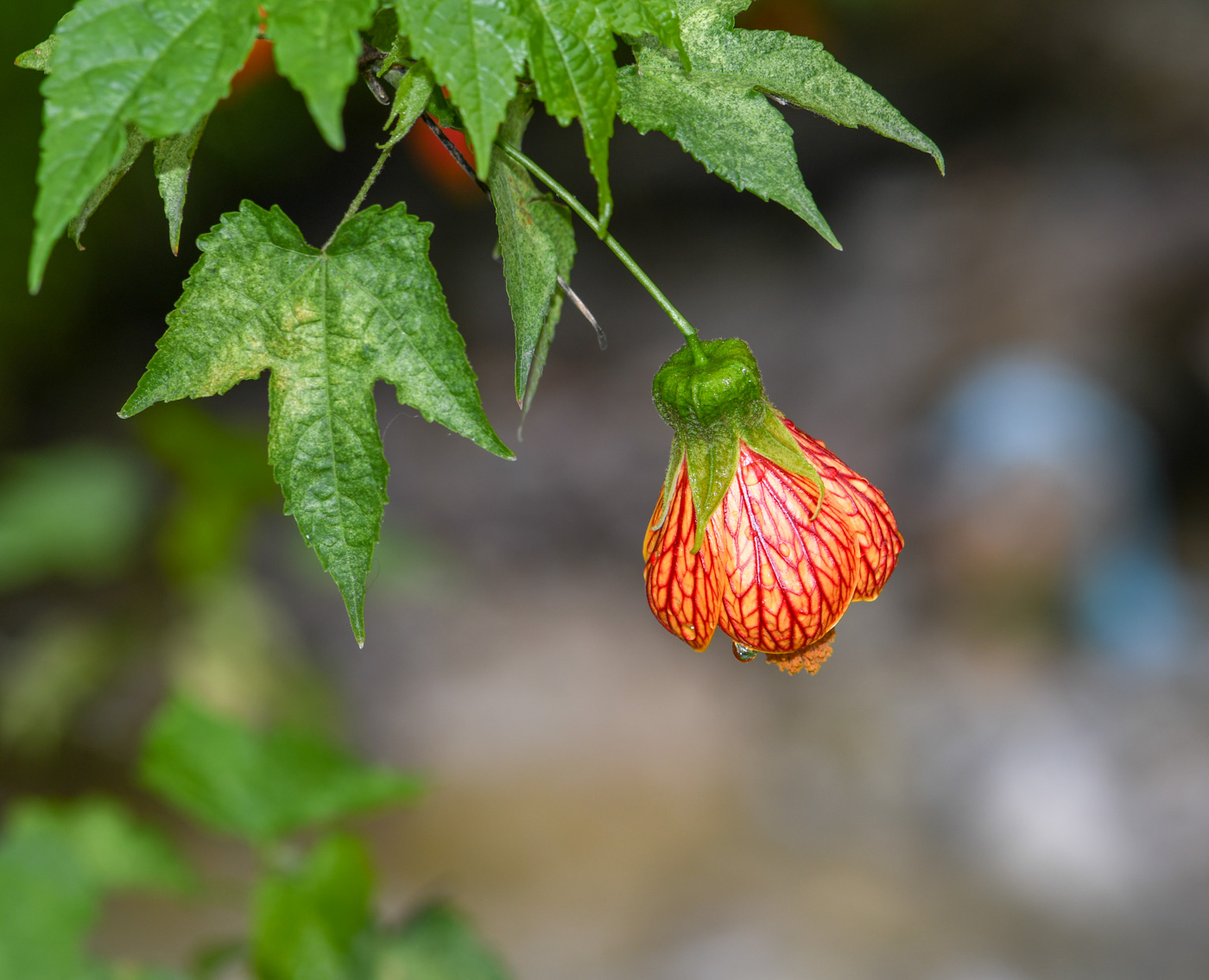 Изображение особи Abutilon pictum.