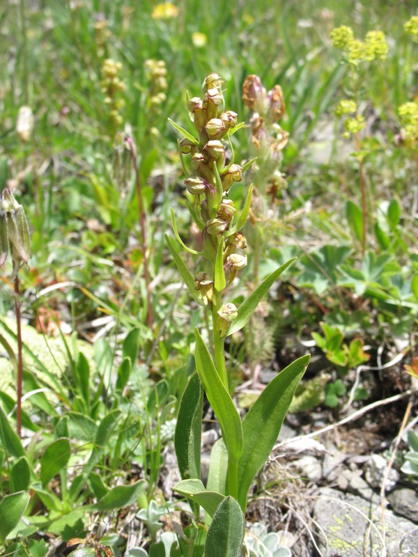 Изображение особи Dactylorhiza viridis.