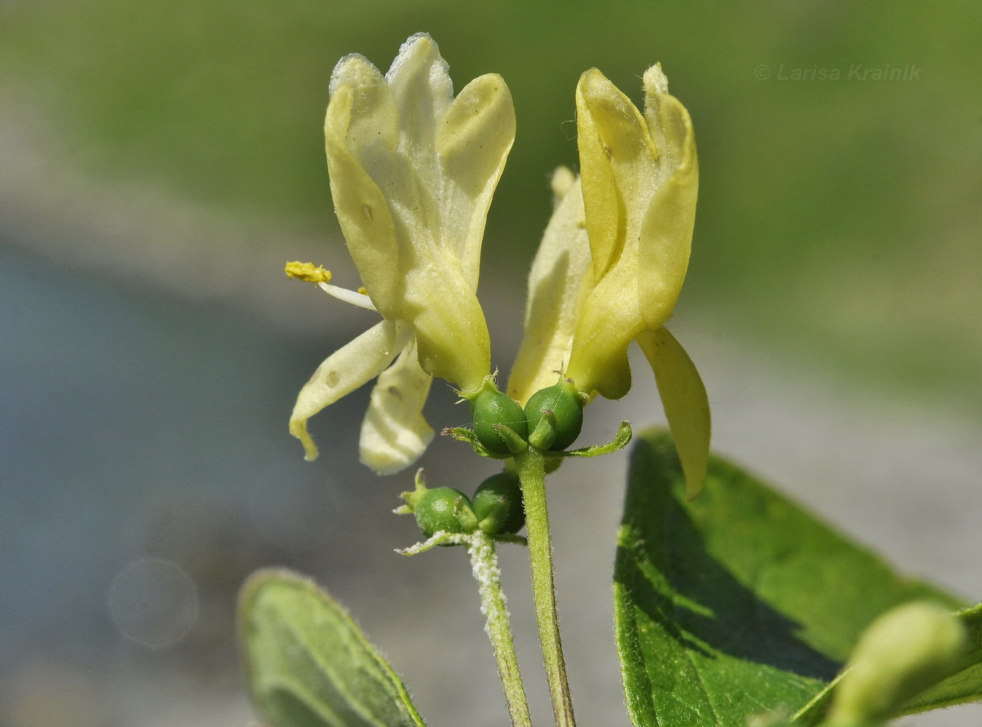 Image of Lonicera ruprechtiana specimen.