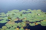 Nymphaea candida