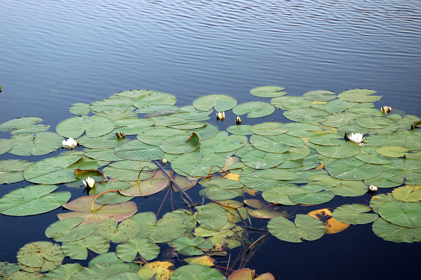 Image of Nymphaea candida specimen.