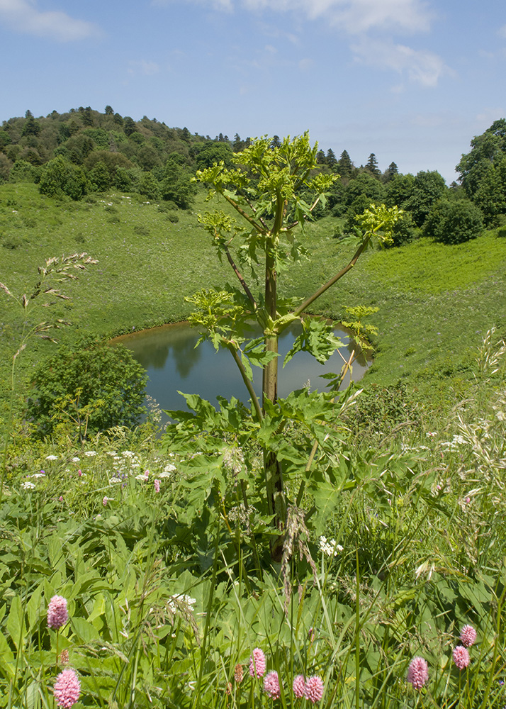 Image of Angelica tatianae specimen.