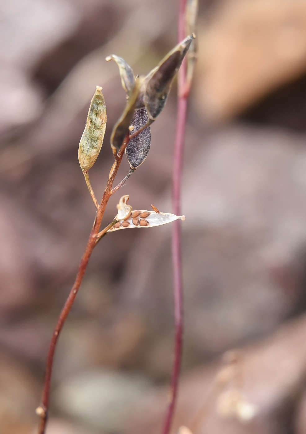 Image of Draba hirta specimen.