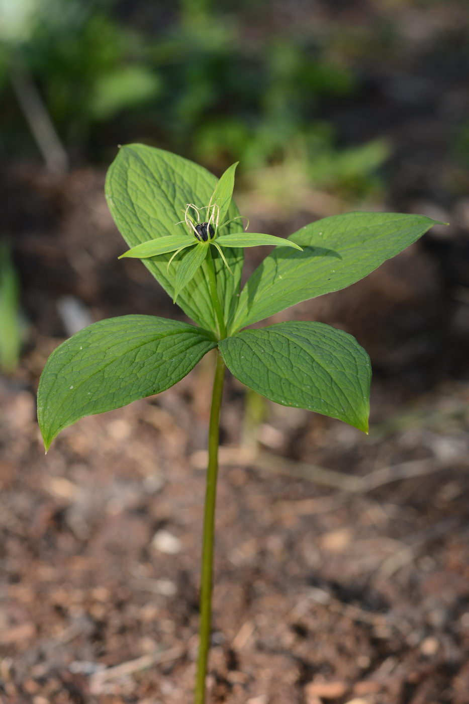 Image of Paris quadrifolia specimen.