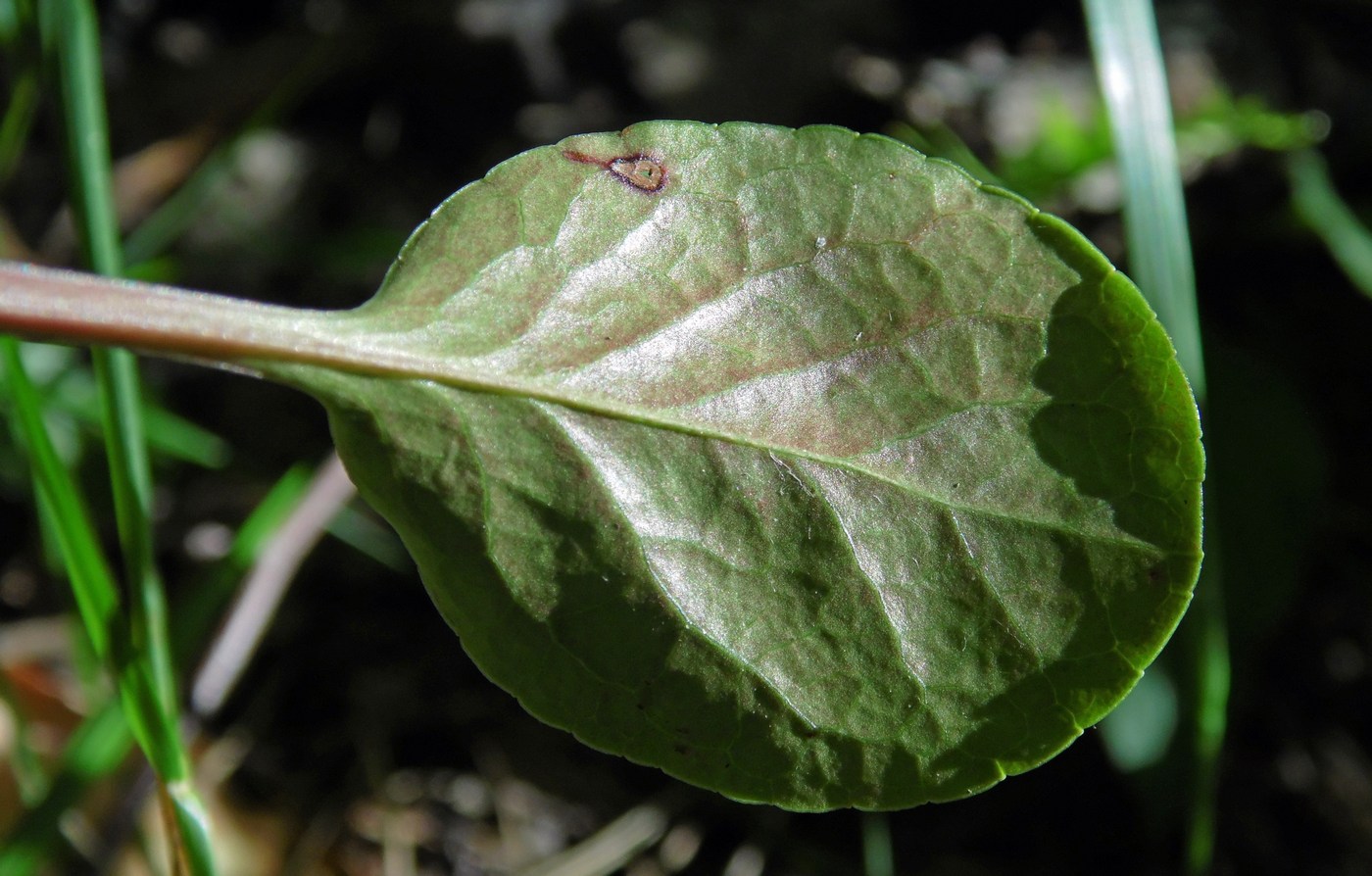 Image of Pyrola media specimen.