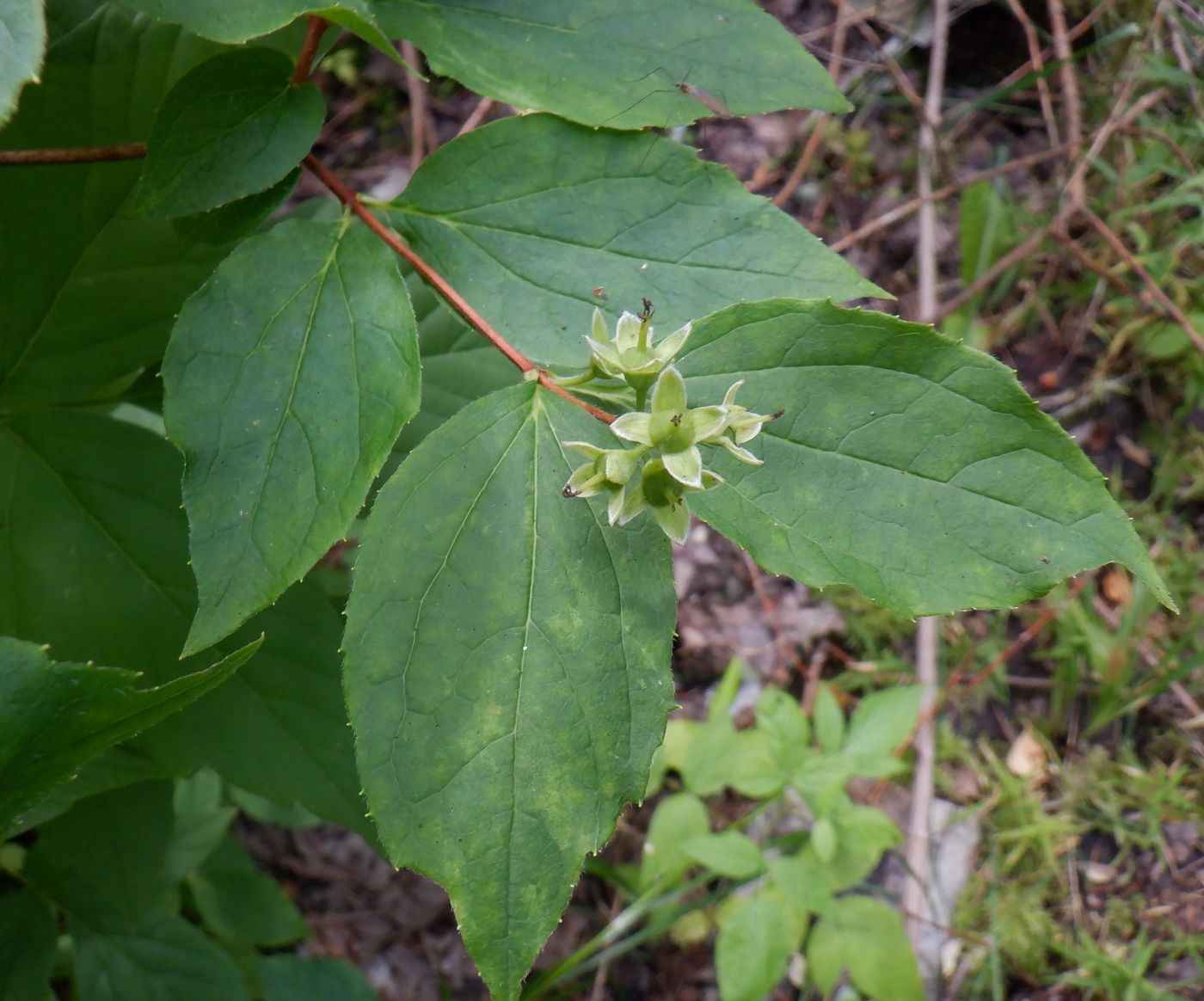 Image of Philadelphus coronarius specimen.