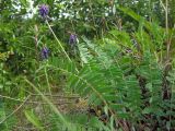 Oxytropis deflexa