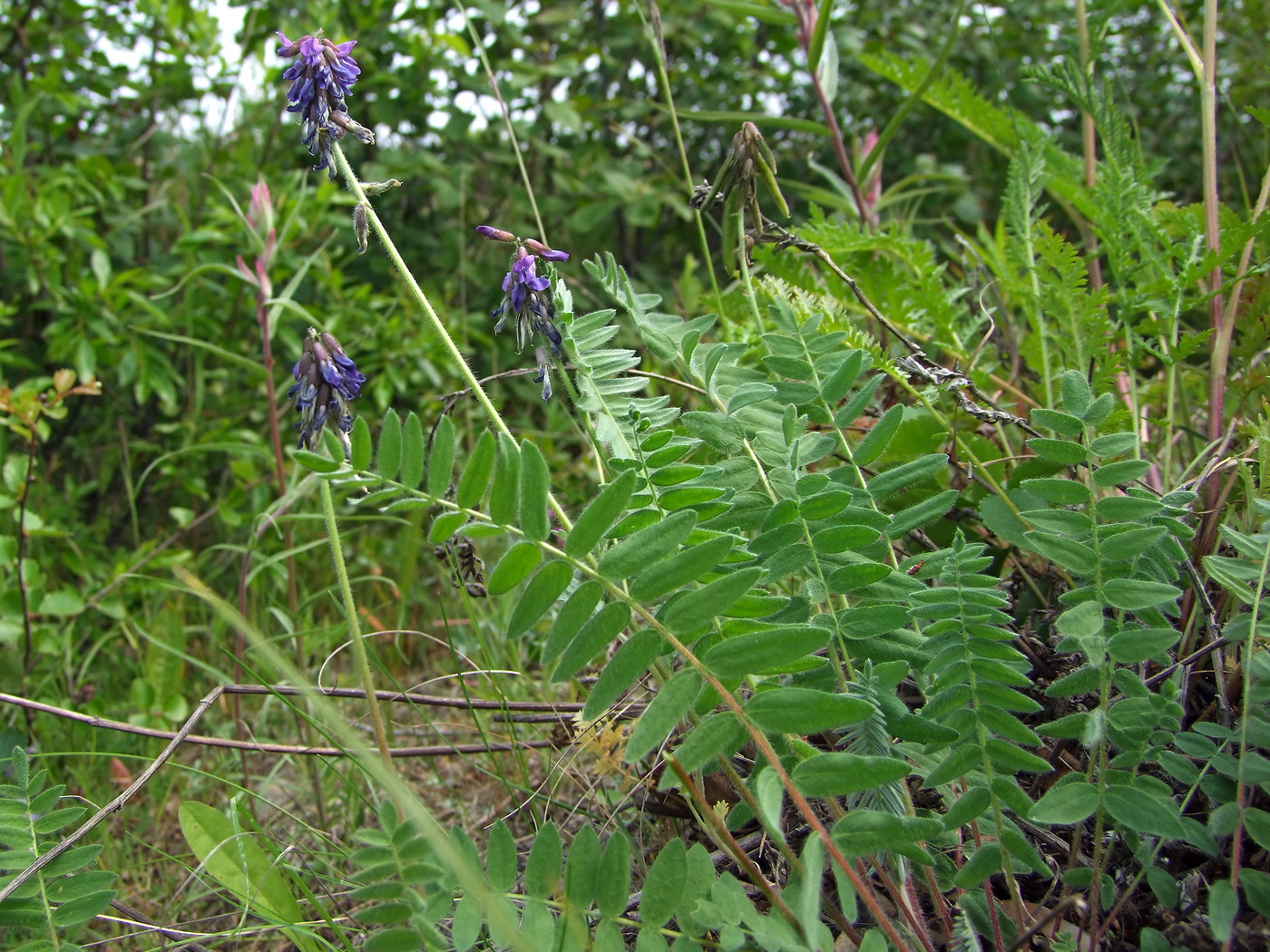 Изображение особи Oxytropis deflexa.