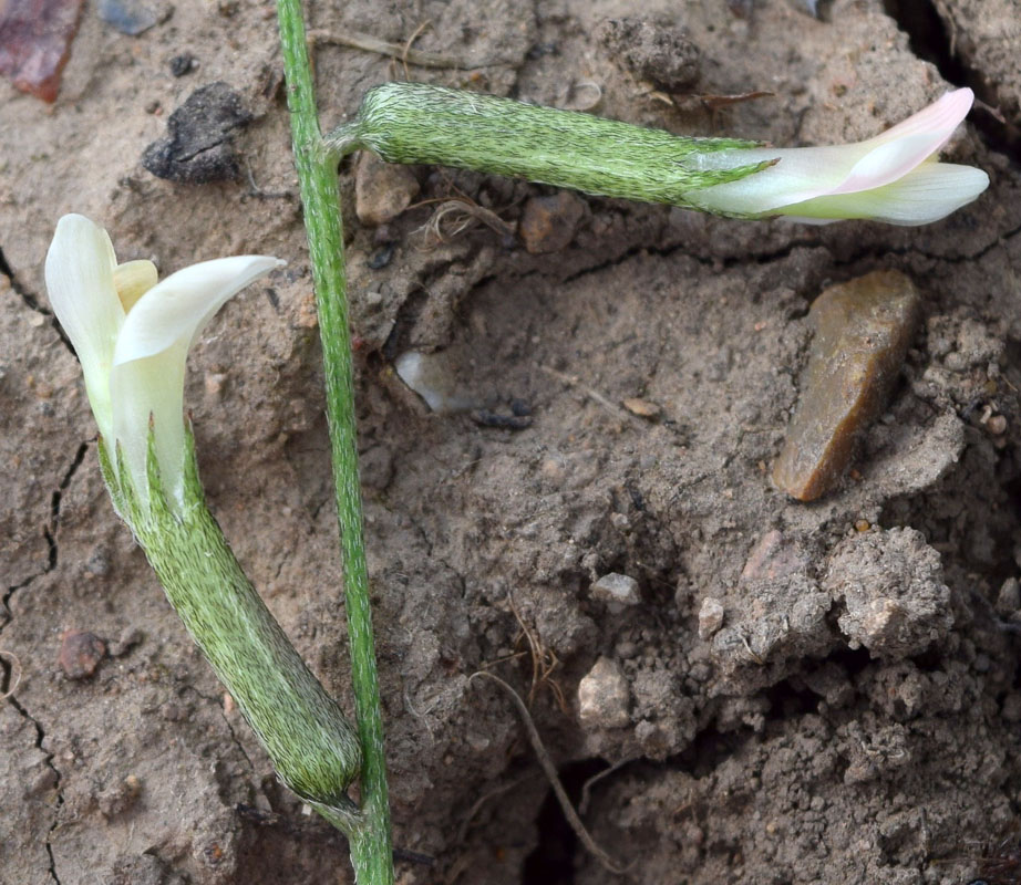 Изображение особи Astragalus angreni.