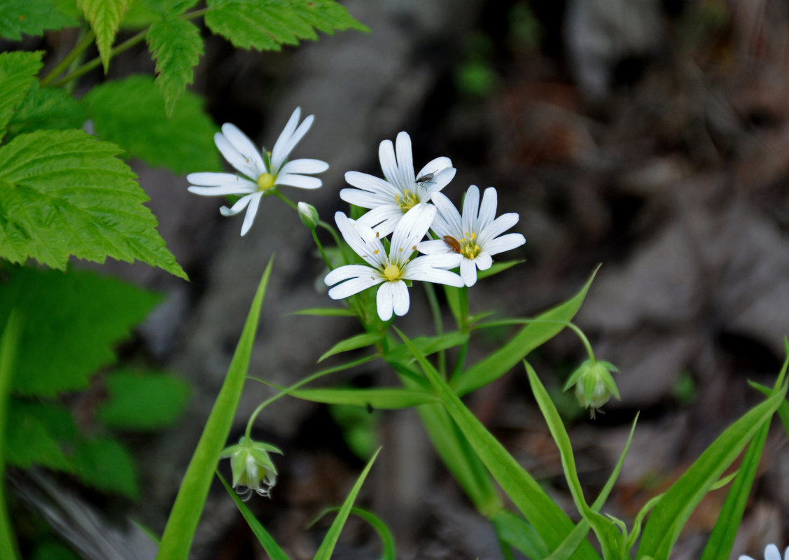 Image of Stellaria holostea specimen.