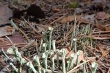 род Cladonia