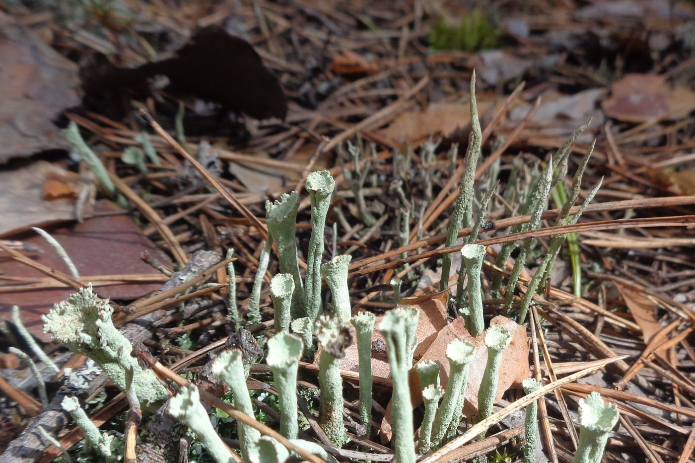 Изображение особи род Cladonia.