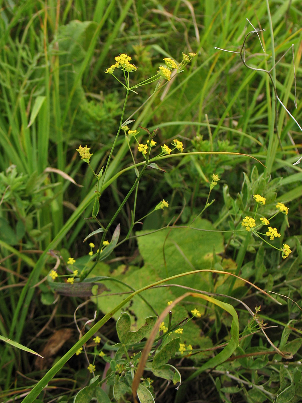 Изображение особи Bupleurum falcatum.