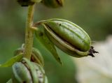 Epipactis helleborine