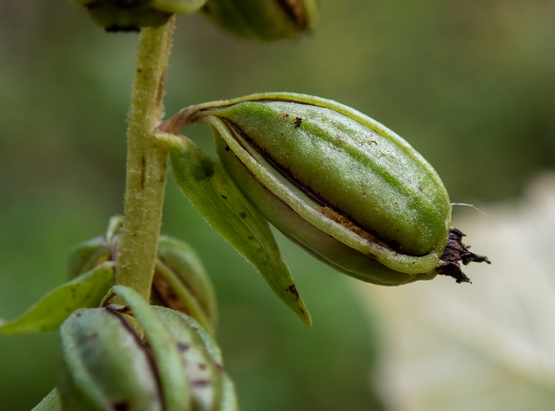 Изображение особи Epipactis helleborine.