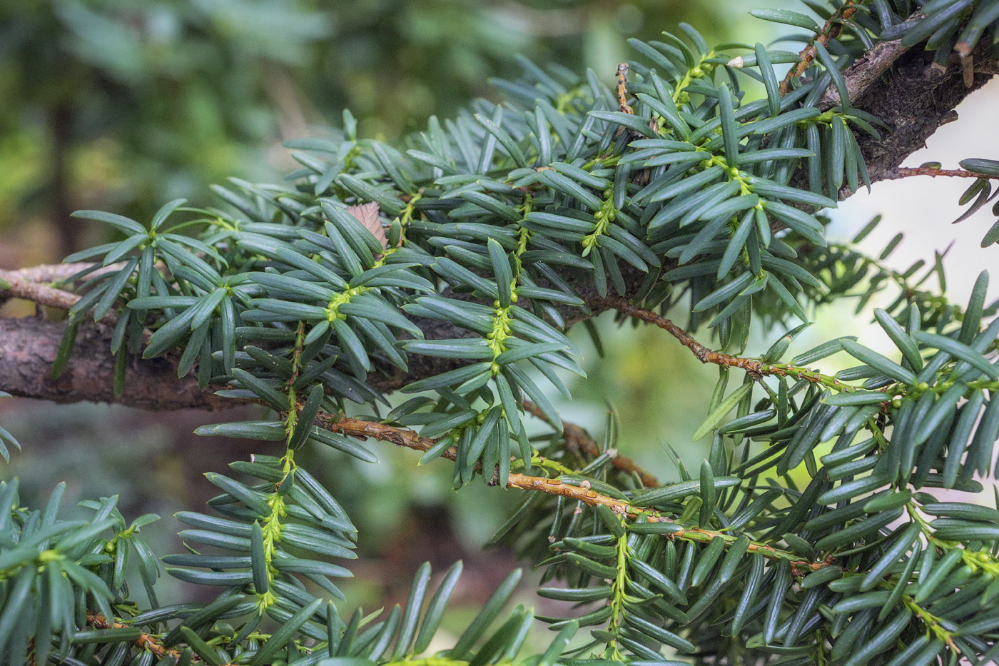 Изображение особи Taxus cuspidata.