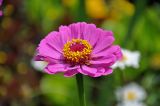 Zinnia elegans. Соцветие. Челябинская обл., Сосновский р-н, пос. Кременкуль, в культуре. 27.07.2020.