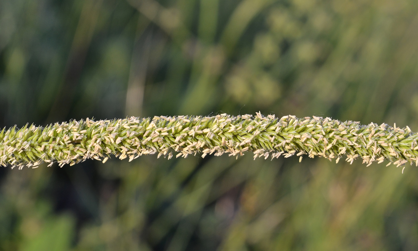 Image of Phleum phleoides specimen.