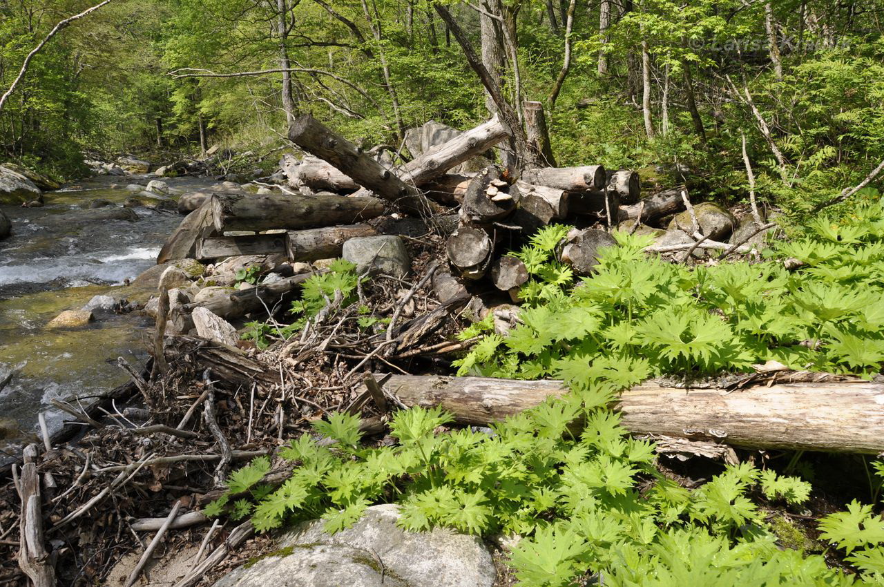 Image of Petasites tatewakianus specimen.