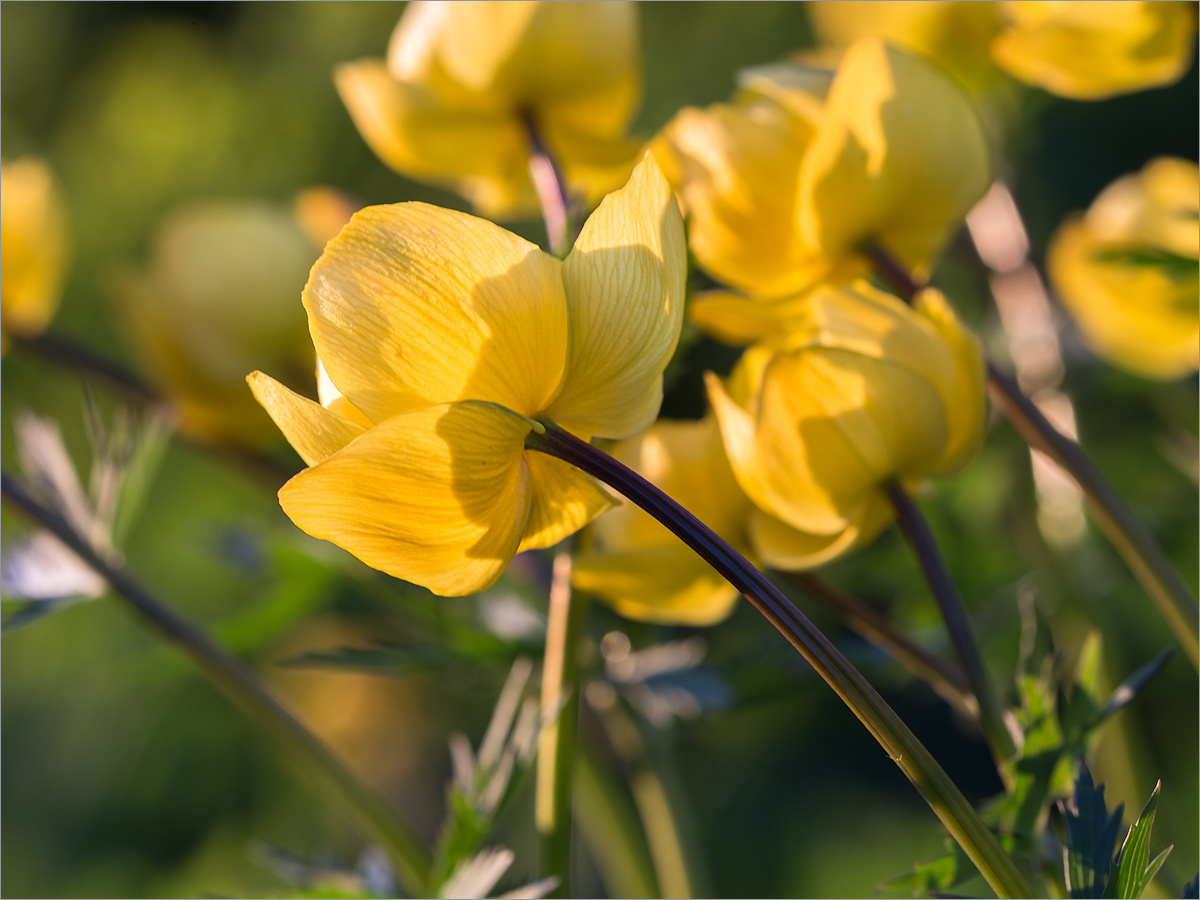 Изображение особи Trollius europaeus.