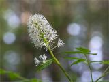 Actaea spicata. Верхушка побега с соцветием. Карелия, Заонежье, п-ов Клим, сосновый бор с участием лиственных пород (Padus avium, Sorbus aucuparia, Betula). 09.06.2020.