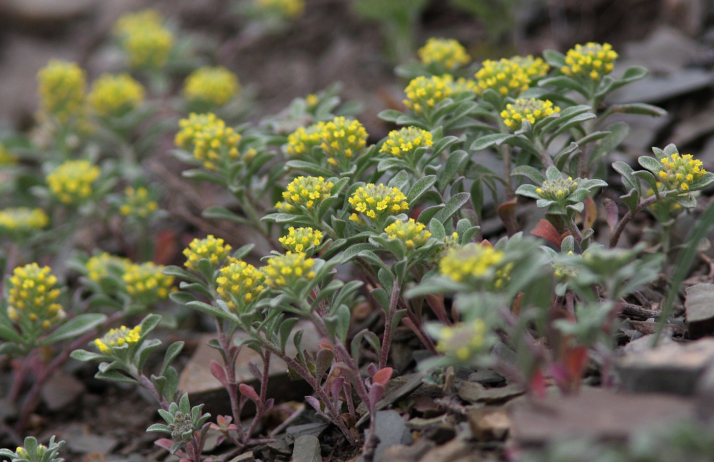 Изображение особи род Alyssum.