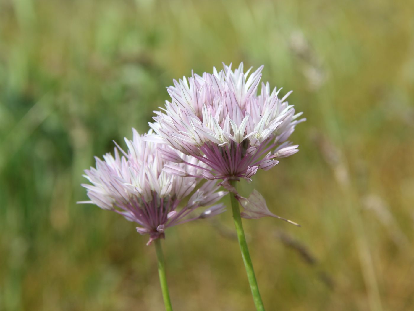 Image of Allium griffithianum specimen.