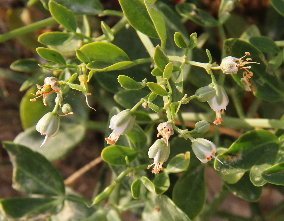 Изображение особи Zygophyllum fabago.