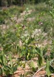 Lathyrus niger