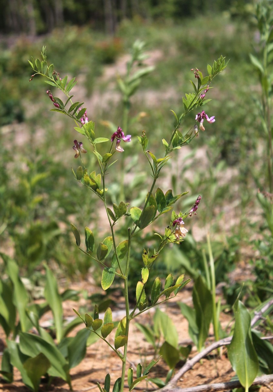 Image of Lathyrus niger specimen.