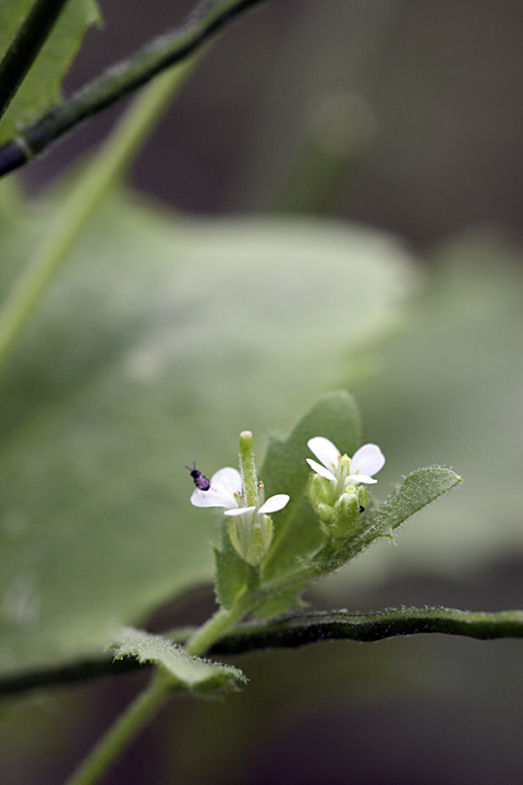 Изображение особи Arabis montbretiana.