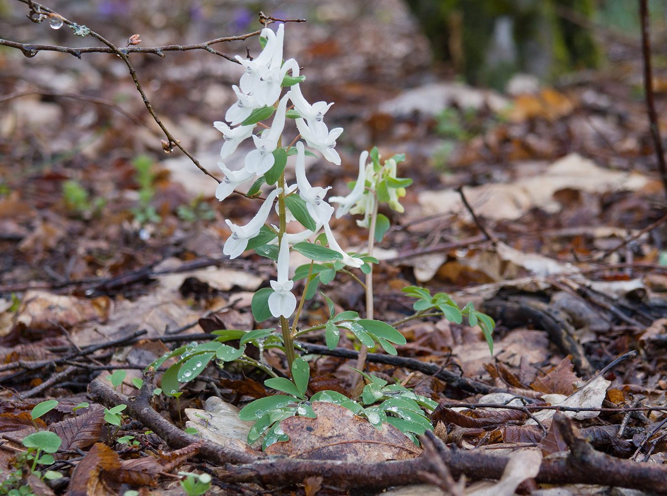 Image of Corydalis caucasica specimen.