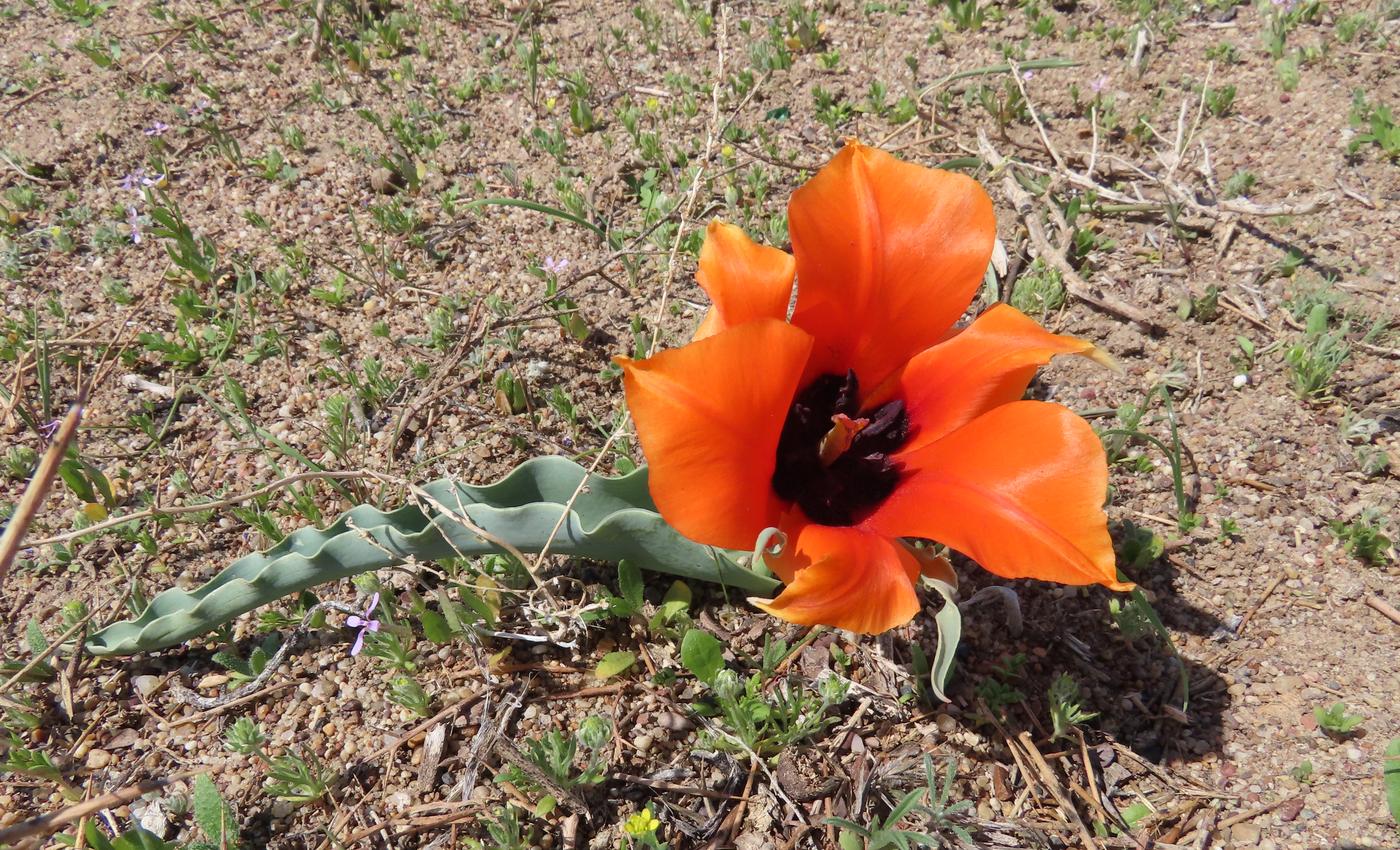 Image of Tulipa borszczowii specimen.