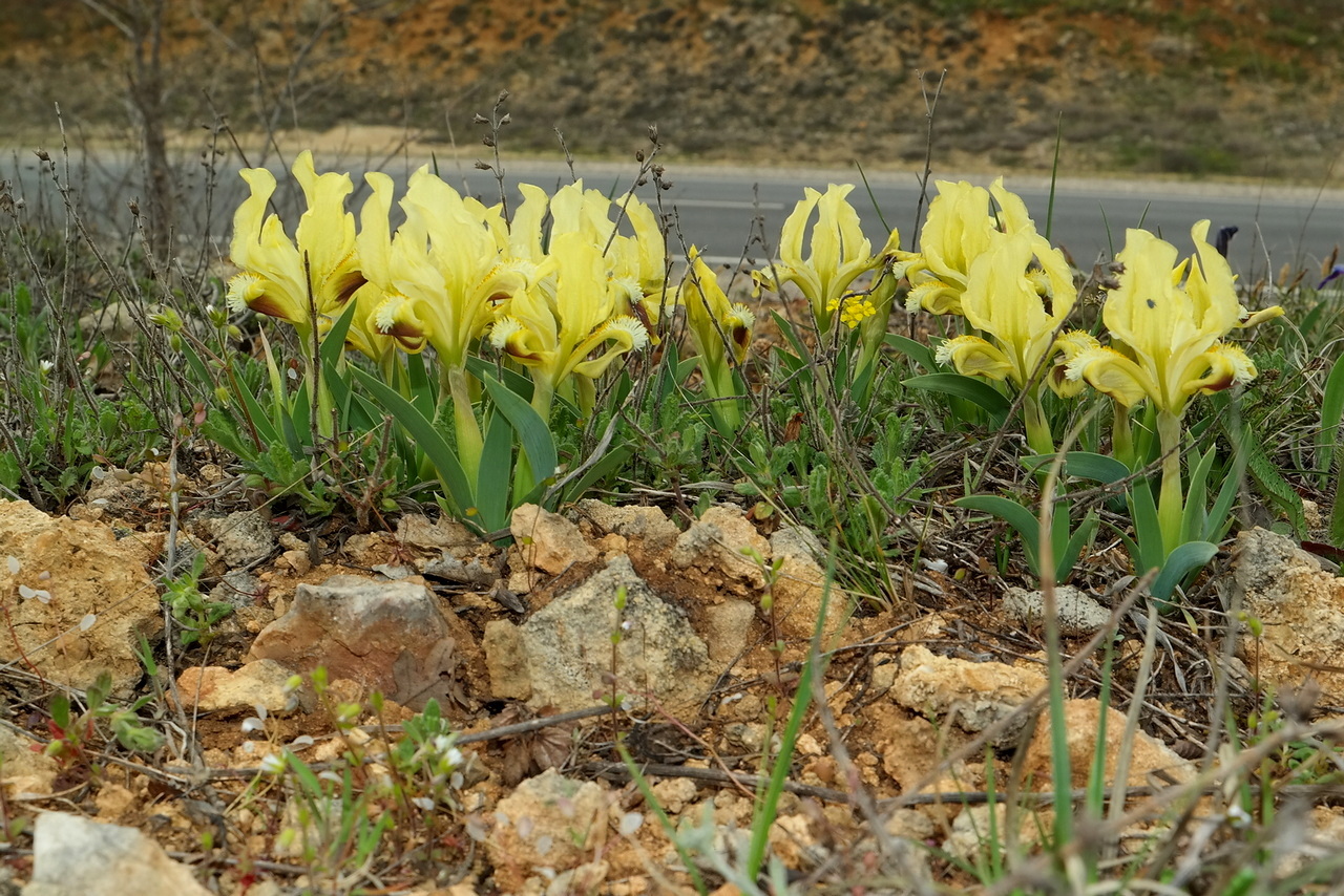 Image of Iris pumila specimen.