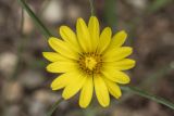 род Tragopogon. Соцветие. Краснодарский край, м/о г. Новороссийск, южный склон Маркотхского хребта, каменистый склон. 02.05.2021.